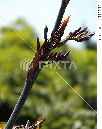 もうすぐ開花するニューサイランオレンジ色の蕾 もうすぐ開花するニューサイランオレンジ色の蕾 41552256