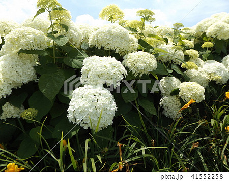 ハイドランジアアナベルというアジサイの白い花と青い空の写真素材