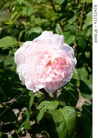 薔薇　岩見沢バラ園 41552478