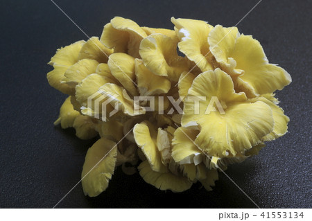 たもぎ茸 41553134