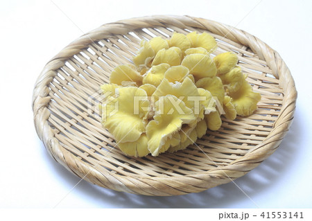 たもぎ茸 41553141