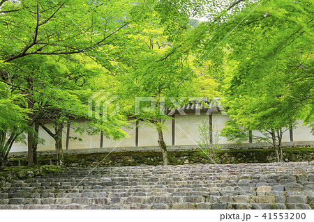 京都・二尊院・紅葉の馬場・青もみじ 41553200