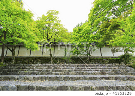 京都・二尊院・紅葉の馬場・青もみじ 41553229