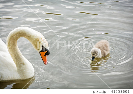 White mother swan swim with her young 41553601