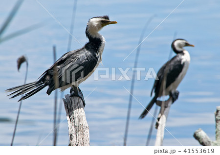 A pair of cormorants in the wilderness in Australi 41553619
