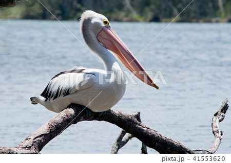 Australian pelican on the twig in the wilderness 41553620