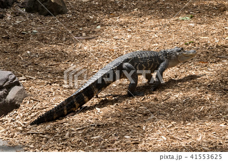 A american alligator in the Australia zoo 41553625