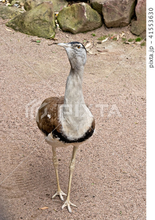 Portait of a Australian bustard in the zoo Portait of a Australian bustard in the zoo 41553630