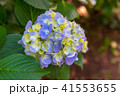 紫陽花6 41553655