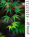 新緑のカエデ 41553713