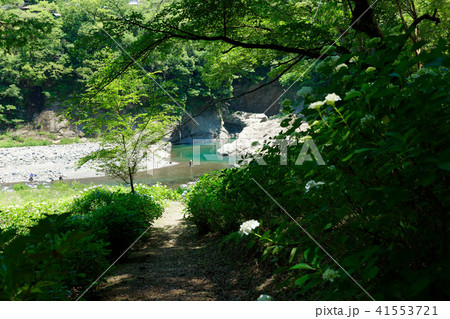 桂川渓谷での渓流釣りと紫陽花 41553721