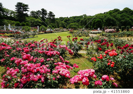 5月　川崎55生田緑地ばら苑･旧向ケ丘遊園内 41553860