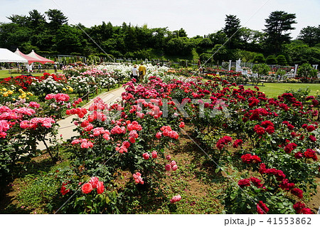 5月　川崎57生田緑地ばら苑･旧向ケ丘遊園内 41553862