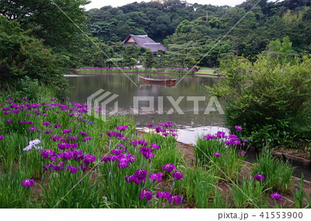 5月　横浜407花しょうぶ･三渓園 41553900
