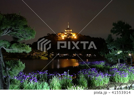 5月　横浜418花しょうぶﾗｲﾄｱｯﾌﾟ･三渓園 41553914