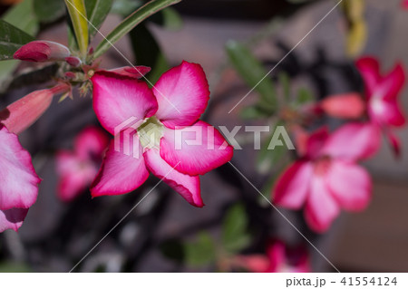 desert rose Tropical flower on a tree. desert rose Tropical flower on a tree. 41554124