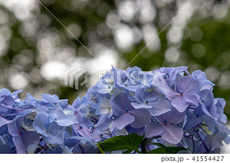 飛鳥山公園の紫陽花　東京都北区 41554427