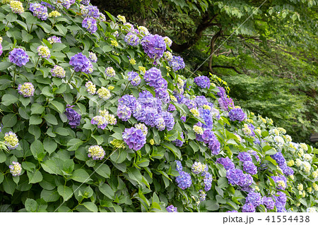 飛鳥山公園の紫陽花 東京都北区 飛鳥山公園の紫陽花 東京都北区 41554438
