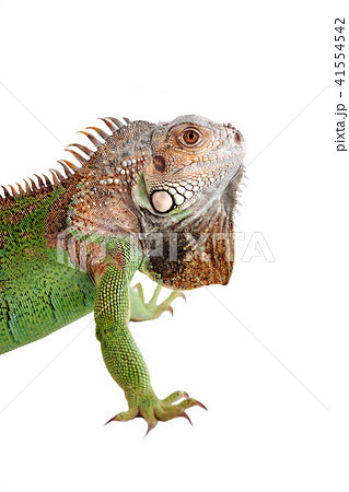 Iguana on white background 41554542
