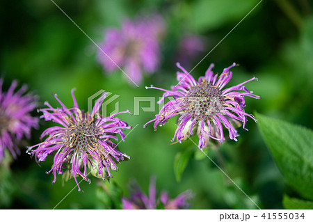 最高かつ最も包括的なベルガモット 花 美しい花の画像