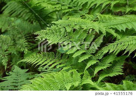 シダ　クサソテツ 41555176