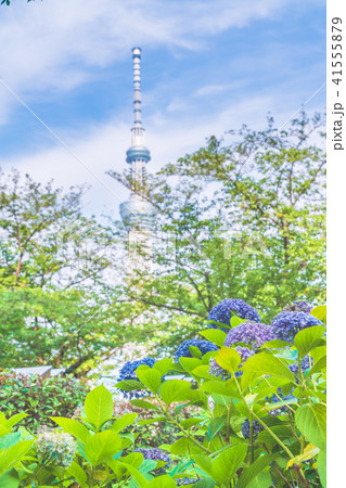 墨田公園のあじさい 41555879