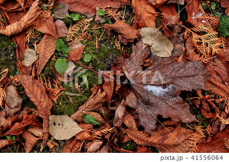 Dried brown maple dead leaf 41556064