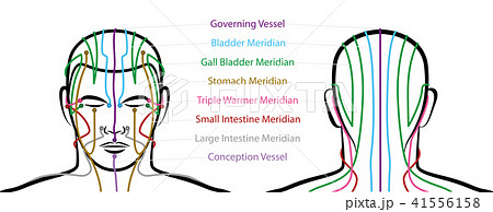Meridians Male Head Acupuncture Points 41556158
