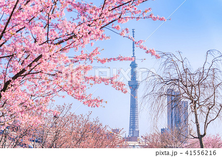 東京の春 隅田川堤防沿いの早咲きの桜並木 夕方 の写真素材