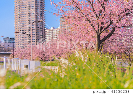 東京の春 隅田川堤防沿いの早咲きの桜並木 夕方 の写真素材