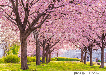 東京の春 隅田川堤防沿いの早咲きの桜並木 夕方 の写真素材