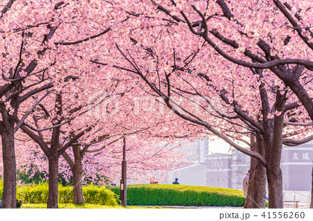 東京の春 隅田川堤防沿いの早咲きの桜並木 夕方 の写真素材