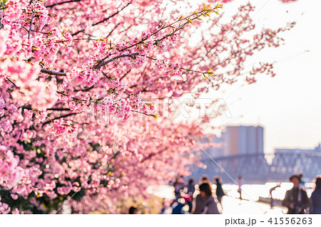 東京の春 隅田川堤防沿いの早咲きの桜並木 夕方 の写真素材