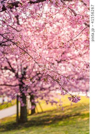 東京の春 隅田川堤防沿いの早咲きの桜並木 夕方 の写真素材