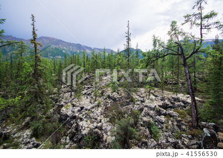 Beautiful view to fir trees in mountains, natural landscape. Russia, Siberia Beautiful view to fir trees in mountains, natural landscape. Russia, Siberia 41556530