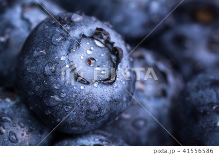 Fresh ripe blueberries with drops of dew. Berry background. Macro photo Fresh ripe blueberries with drops of dew. Berry background. Macro photo 41556586