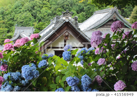 京都　柳谷観音（楊谷寺）の紫陽花 41556949