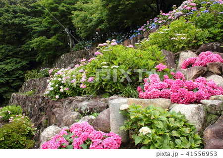 京都 柳谷観音(楊谷寺)の紫陽花 京都 柳谷観音(楊谷寺)の紫陽花 41556953