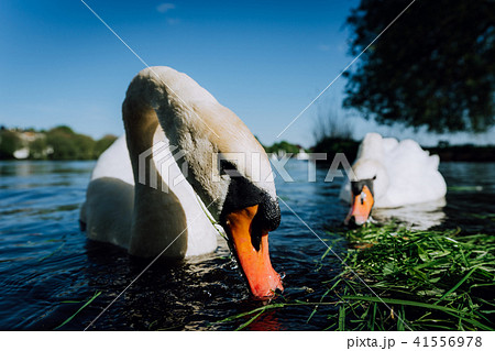 Close up of white grace swan couple stretching his neck and head towards the camera. Alster lake on 41556978