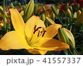 篠山のユリ 41557337