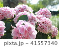 初夏のあじさい 41557340