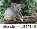 コアラ 41557346