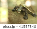 オーストラリアのカメ 41557348