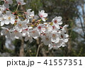 吉野の桜 41557351