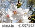 吉野の桜 41557352