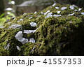 吉野の桜 41557353