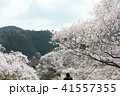 吉野の桜 41557355
