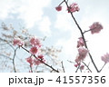 吉野の桜 41557356