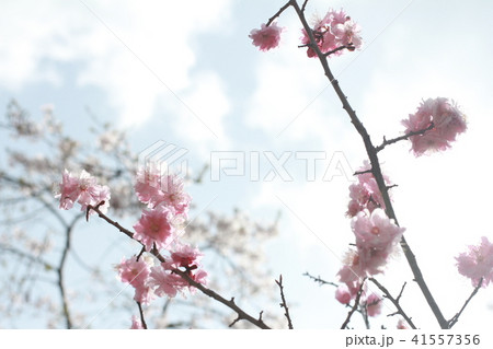 吉野の桜 41557356