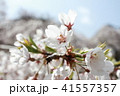 吉野の桜 41557357